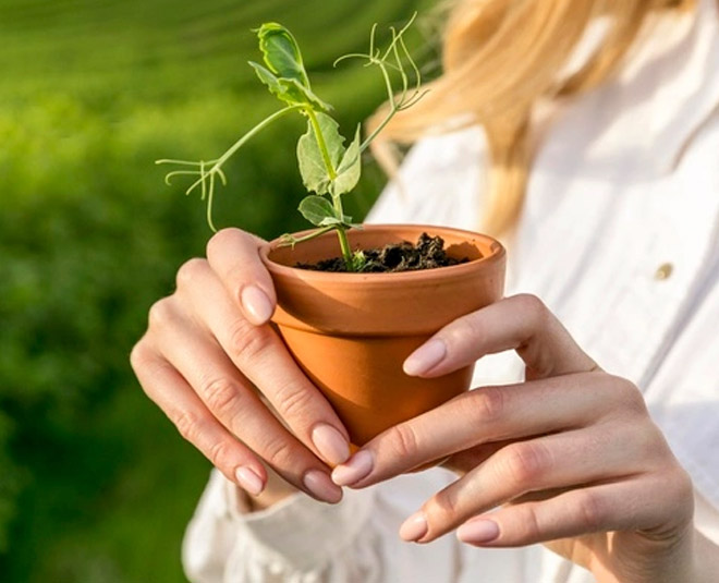 how to care green peas plant in hindi