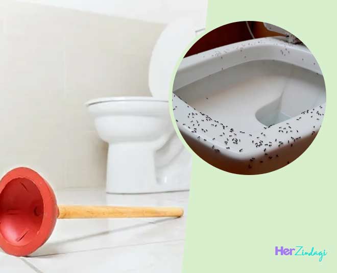 how-to-get-rid-of-bathroom-flies-bugs-in-hindi-how-to-get-rid-of