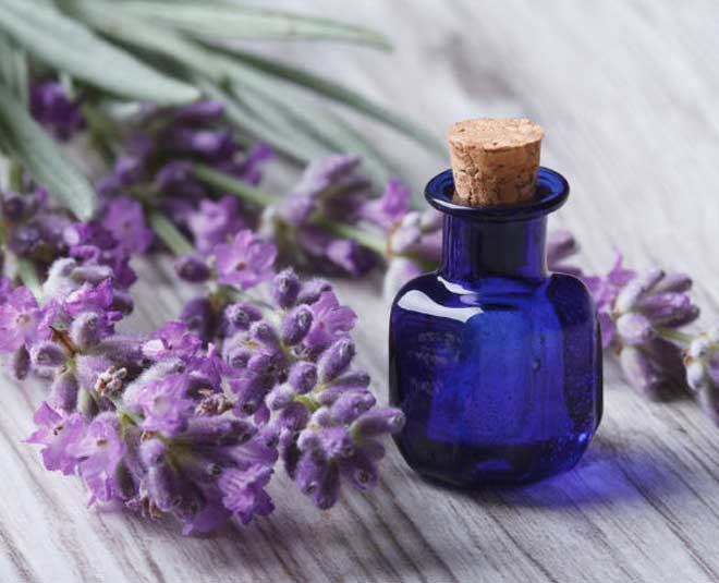 how to get rid of car flies bugs inside 