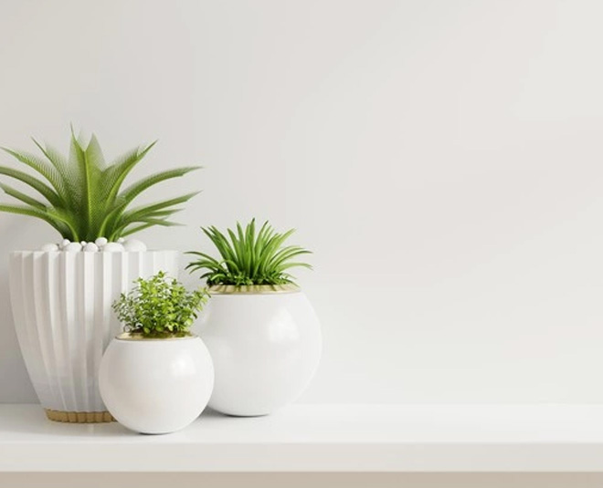 how to place your plants