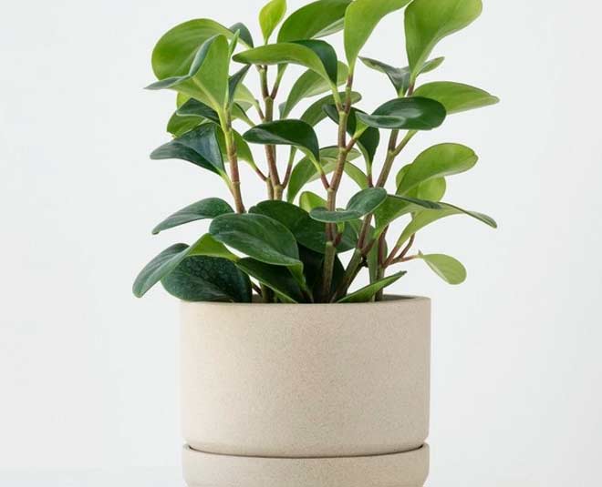 इंडोर प्लांट्स indoor plants for gifting