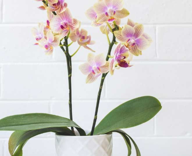 What Plants are Good for Studying According to Vastu in Hindi what