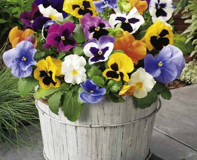 Flowers You Can Plant in December at Home flowers you can plant in