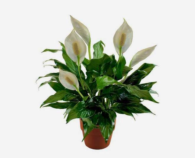 What Plants are Good for Studying According to Vastu in Hindi what