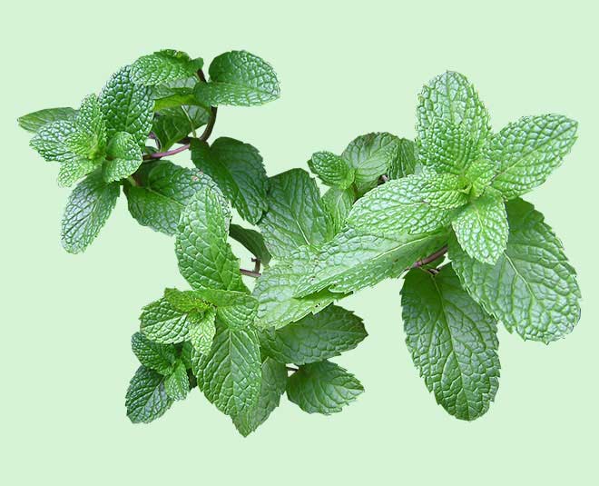 peppermint for paratha
