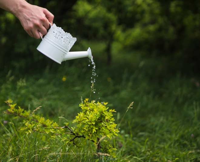 plants  during  winter