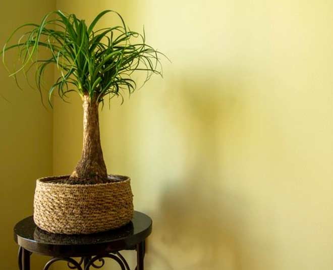 What Plants are Good for Studying According to Vastu in Hindi what