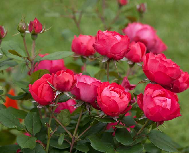 Flowers You Can Plant in December at Home flowers you can plant in