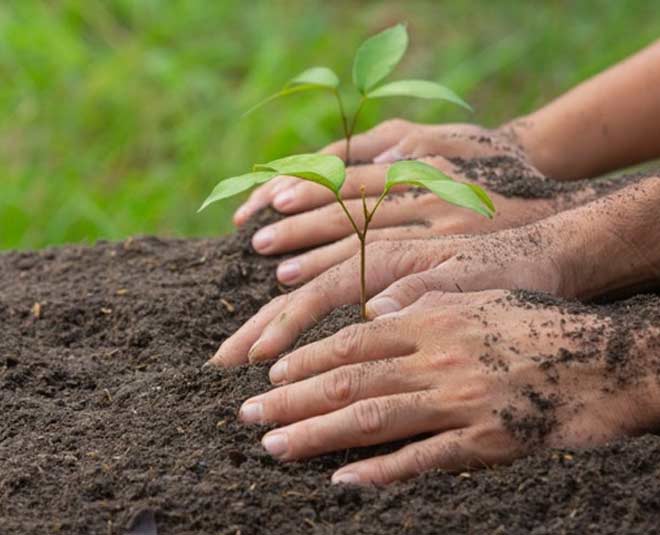 soil prepare for lemon plant