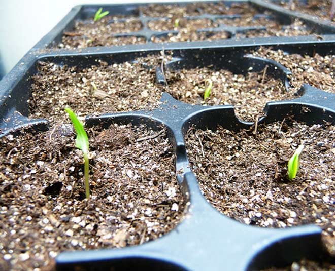 सीड जर्मिनेशन के लिए है अच्छा- strainer for gardening