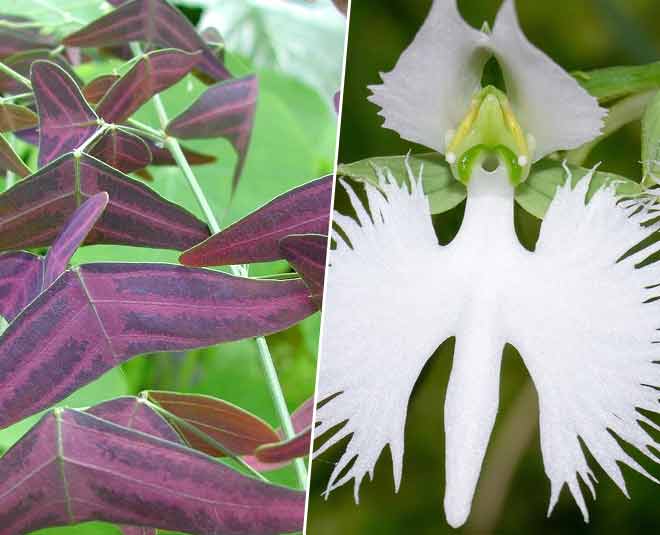 strange plants that look like animals