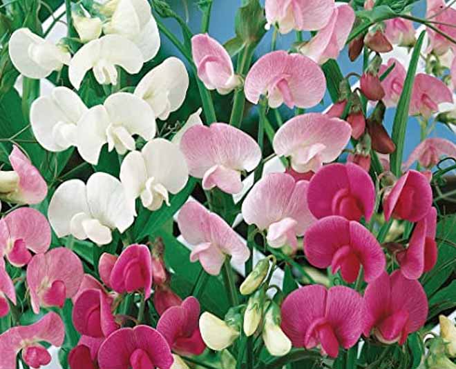 Flowers You Can Plant in December at Home flowers you can plant in