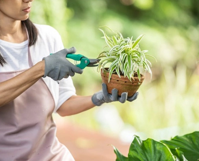 trimming hacks for plants