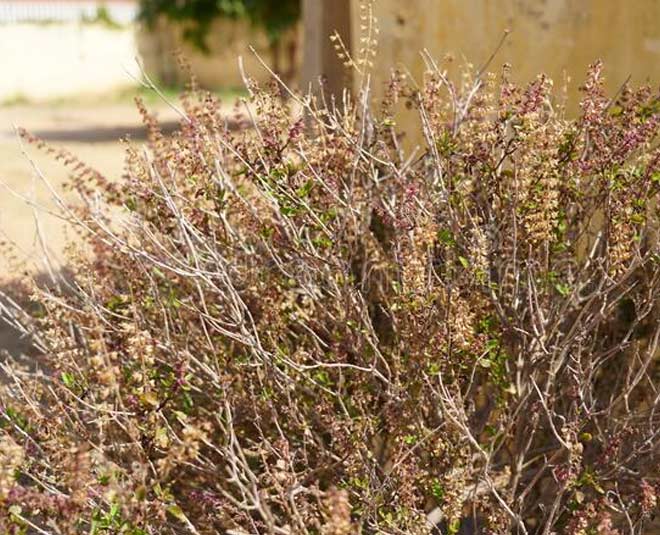 tulsi plant remedies