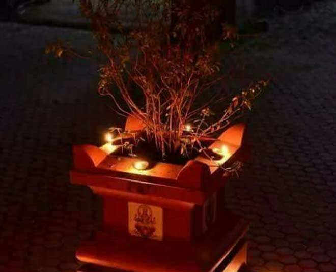 tulsi plant remedy astro tips