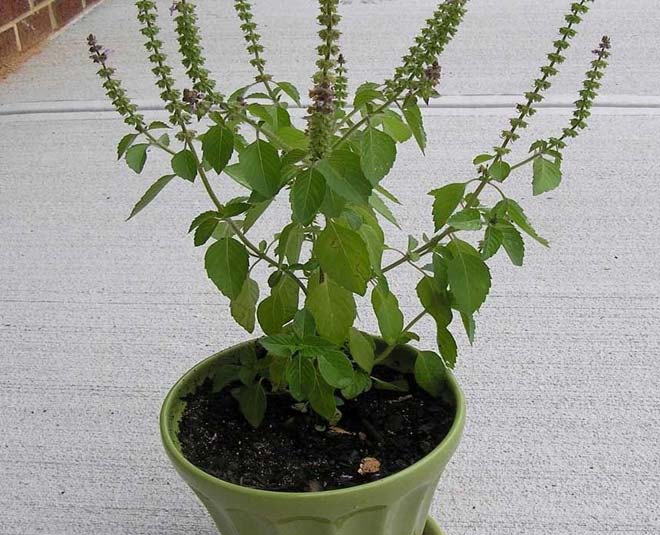 tulsi plant remedy
