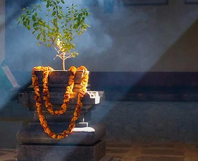 tulsi pujan