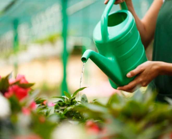 what  plants  do  in  winter