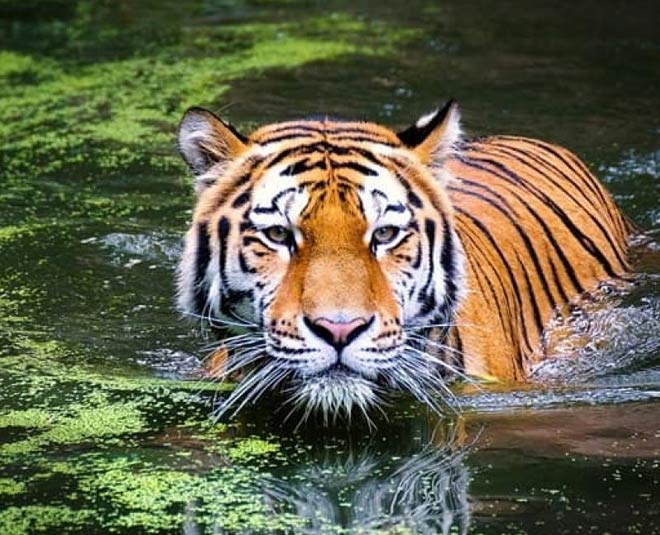 best places to visit chail himachal pradesh inside 