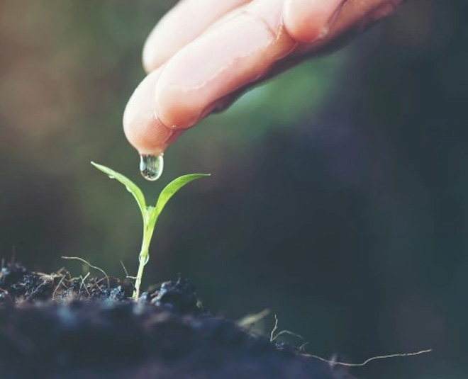 cornstarch for gardening