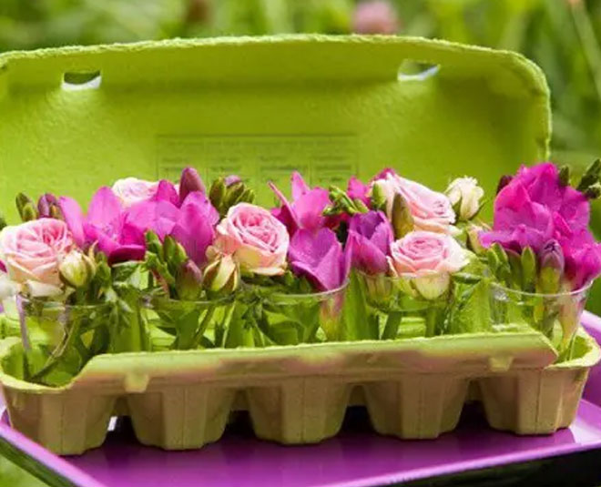 decorate house for plant