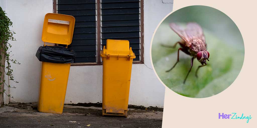 How To Keep Flies Away From Dustbin how to keep flies away from