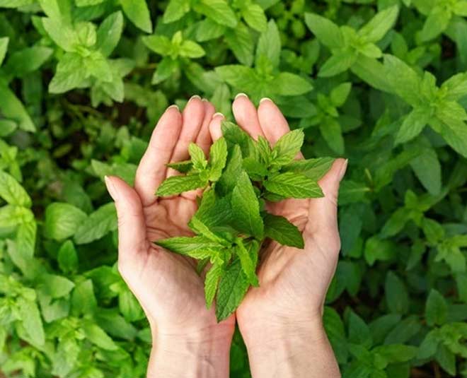 homemade hair shampoo rosemary and mint