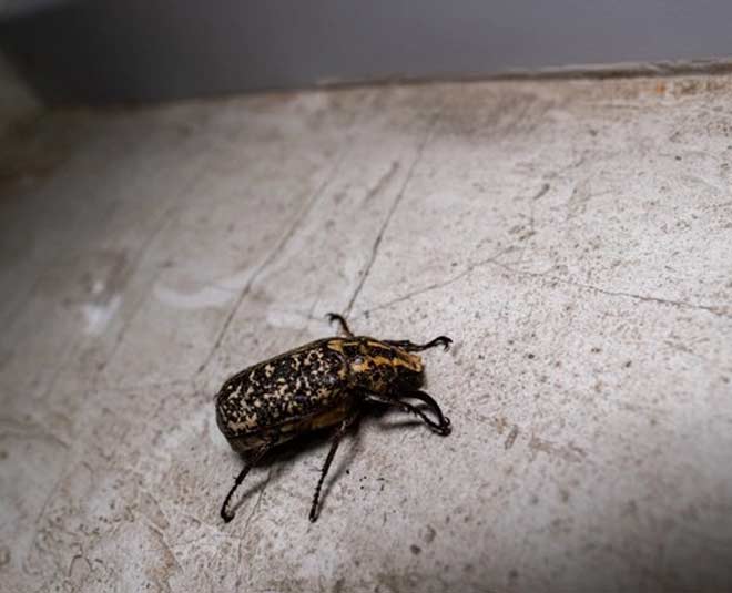 कीड़े-मकोड़ों को रखें घर से दूर insects repellements
