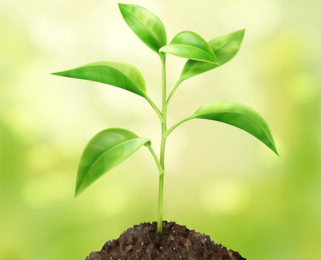 match stick benefits for plans