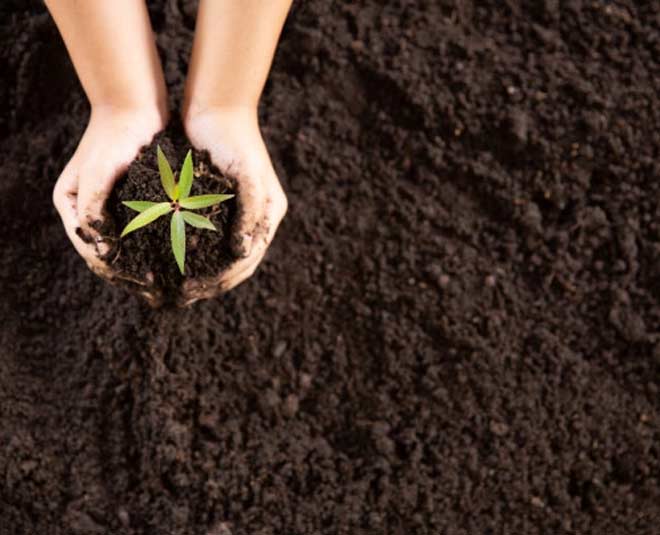 गार्डन में इस्तेमाल करें अमोनिया plants use