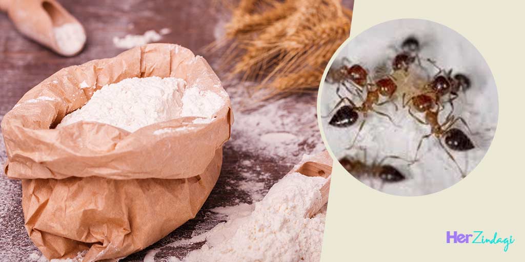 Remove Ant From Wheat Flour 