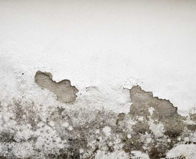 फंगस और फफूंदी से छुटकारा पाएं remove mold mildew
