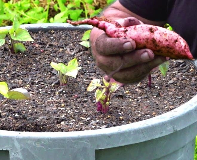 tips to grow sweet potato in garden Inside 
