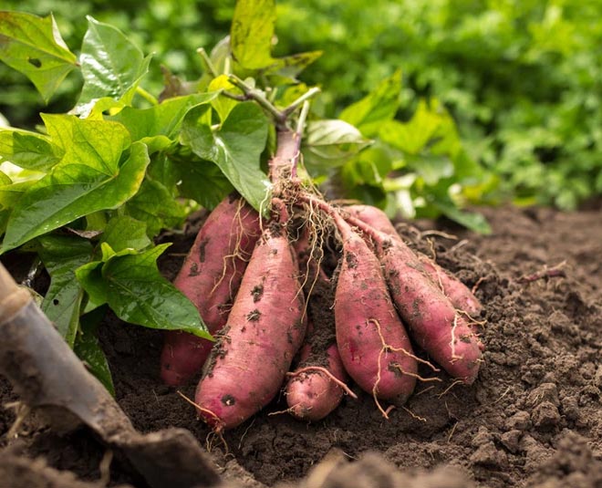 tips to grow sweet potato in garden Inside 