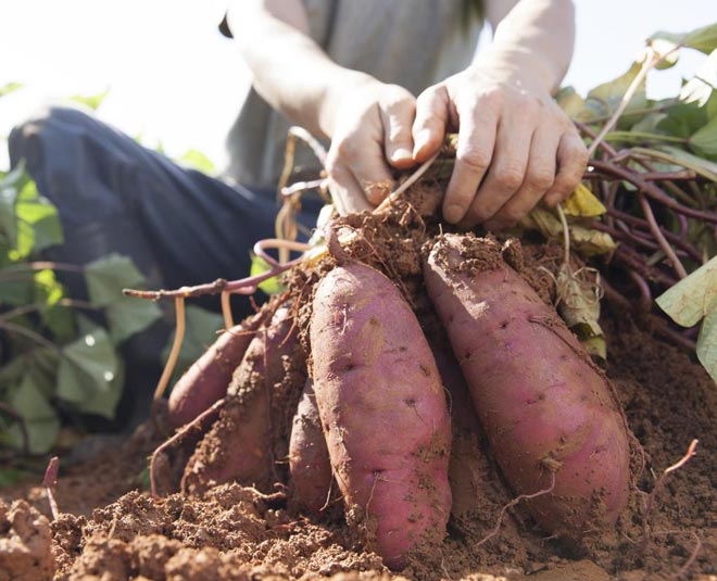 tips to grow sweet potato in garden Inside 