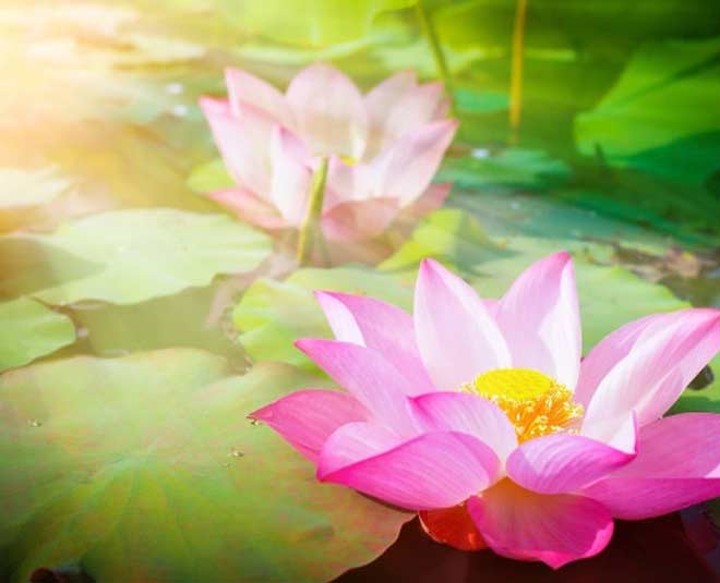 vastu  tips  for  positive  energy lotus