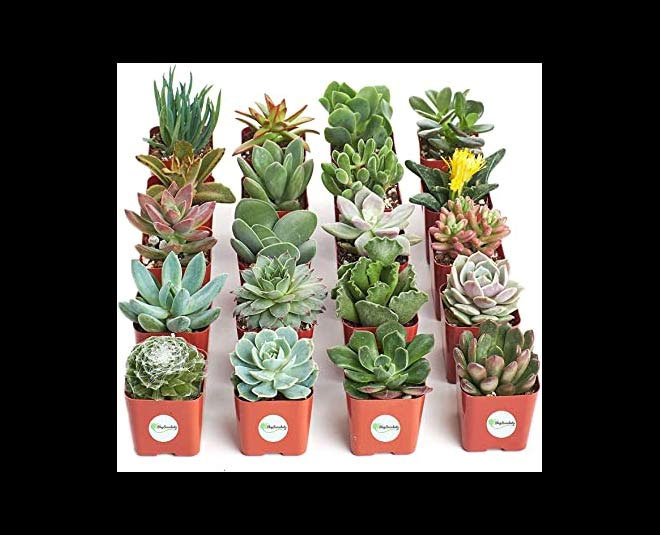 Succulents harmful plant