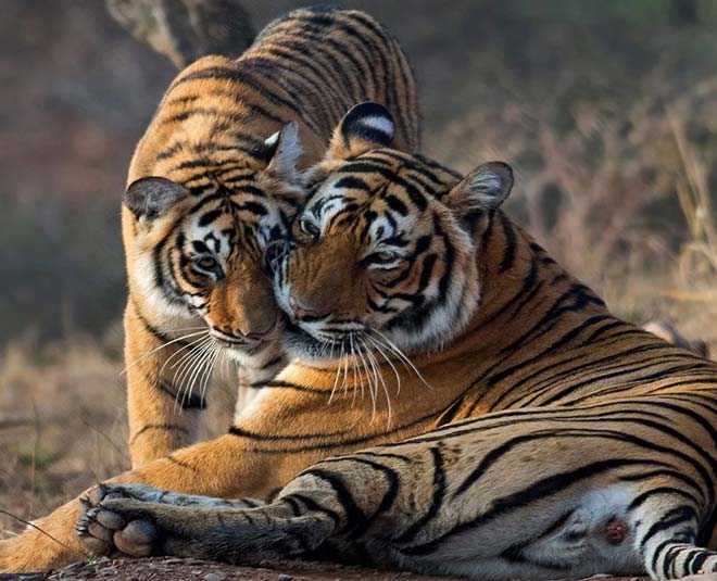 best tiger reserves of india