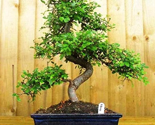 bonsai harmful plants