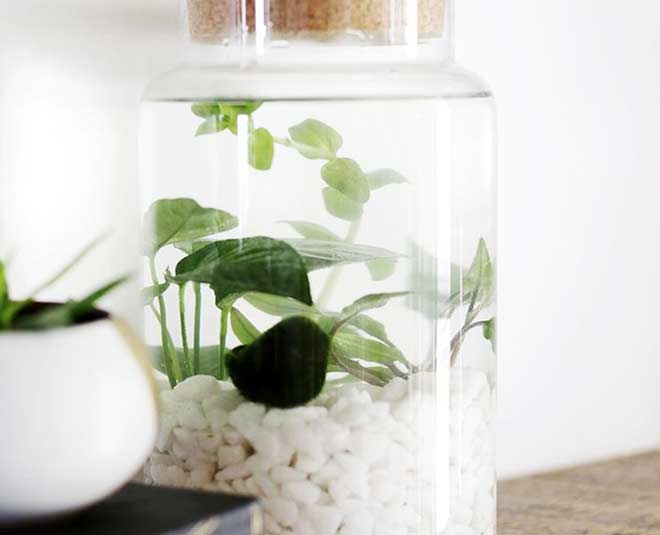 desktop water garden ideas m