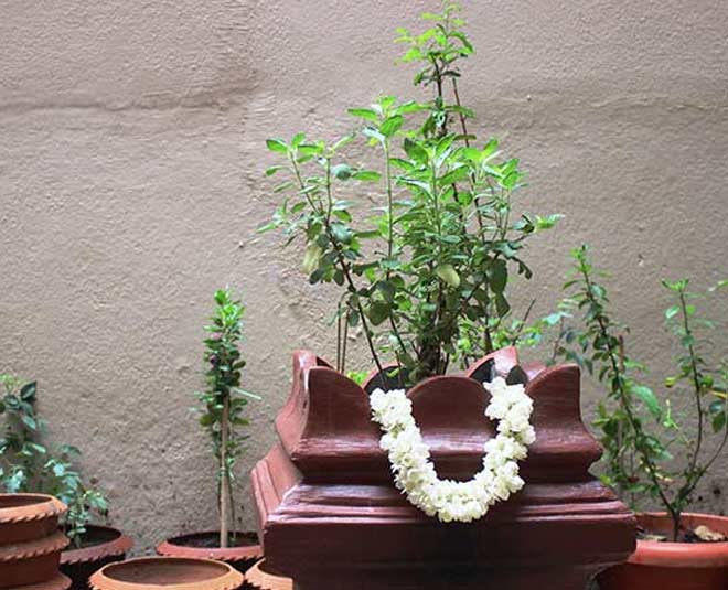 devi  tulsi  interesting  story