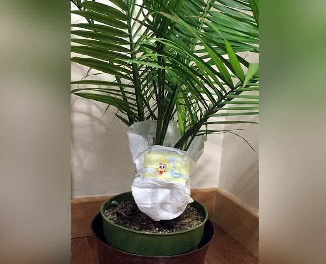 पौधों की अतिरिक्त नमी को सोखने के लिए diaper in plants