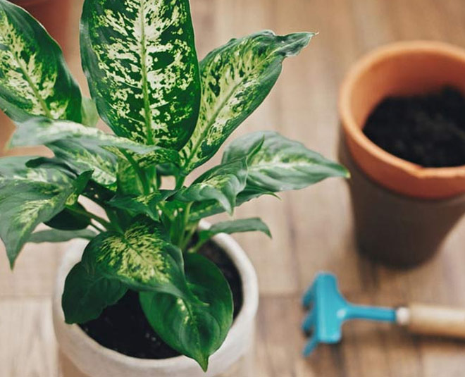 dumb cane harmful plants