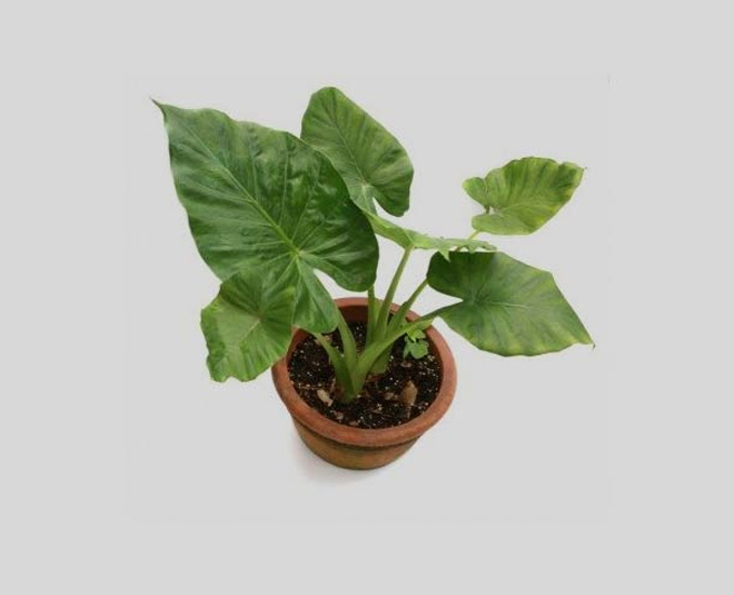elephant ear harmful plants