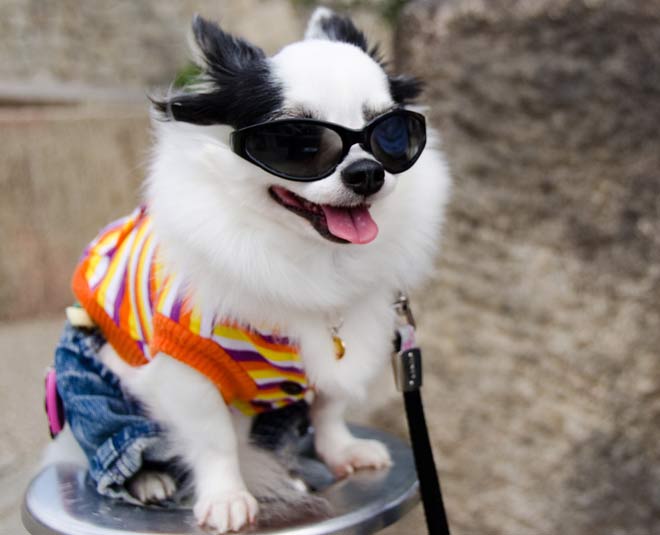 Points To Remember When Buying Designer Clothes For Your Dog