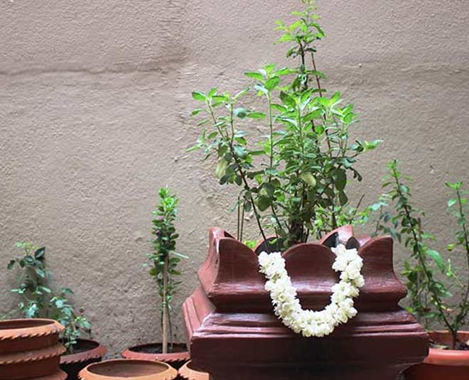 how  to  do  tulsi  parikrama