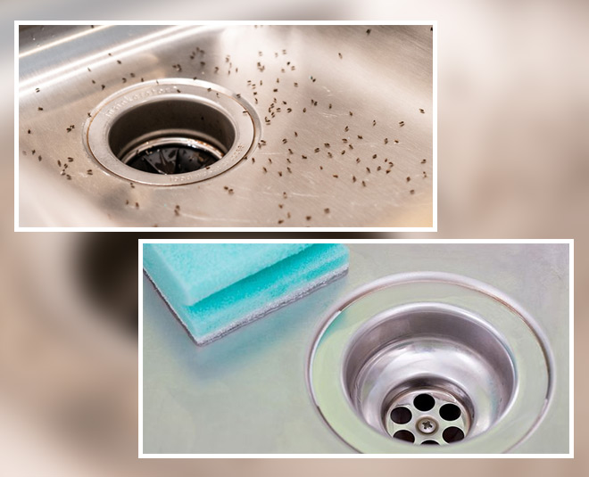 how to get rid of drain flies easy tips
