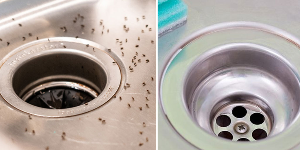 How to Get Rid of Drain Flies In Hindi-Easy Tips: ड्रेन फ्लाइस कीटों से ...