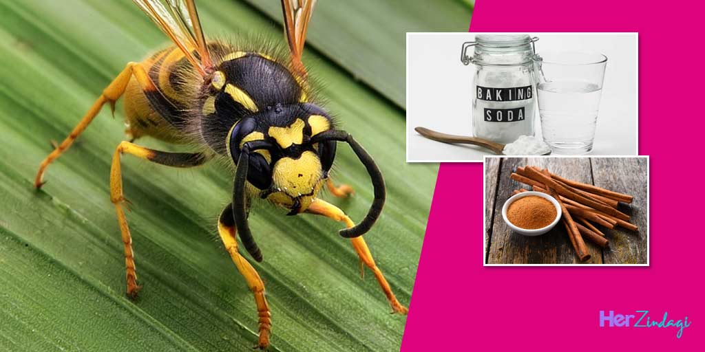 How to Get Rid of Wasps in Your House and Garden In Hindiघर और गार्डन