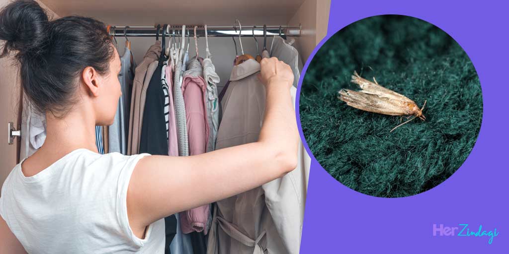 How To Get Rid Of Cloth Eating Bugs In Hindiकपड़ों को काटने वाले